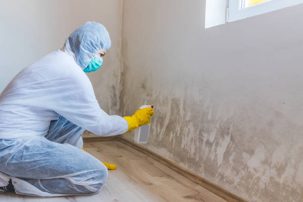 Licensed Mold Testing service in Blue Point, NY - WQB Mold Removal